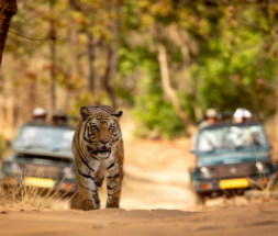 Tadoba Holiday Tour-  2Night / 3Days